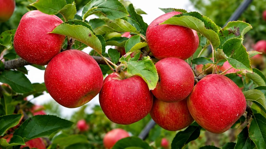 apple exports and global reach