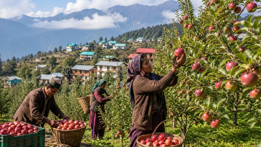 how apple farming changed the village