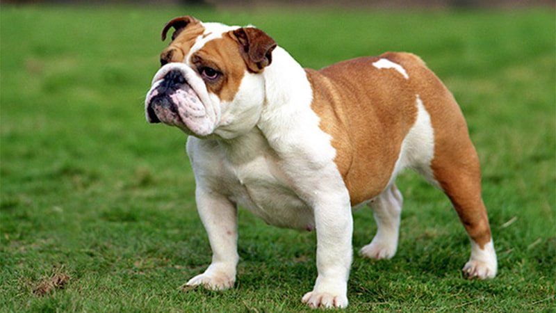 Most Expensive Dog Breed In India 12 Dogs to buy in India