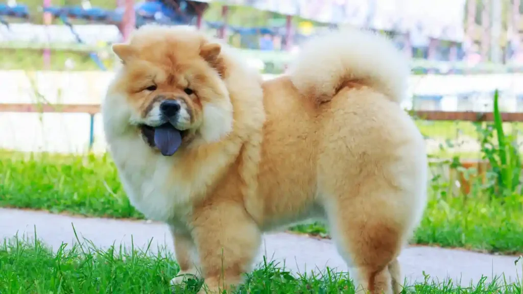 Chow Chow