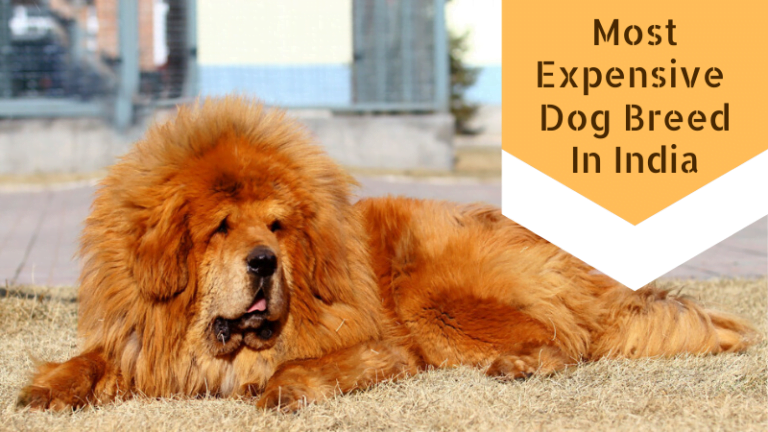 Most Expensive Dog Breed In India