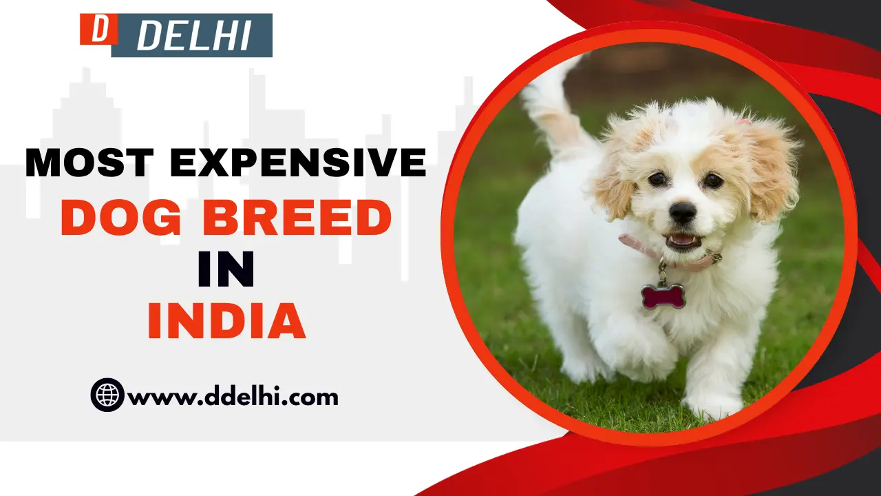 Most Expensive Dog Breed In India