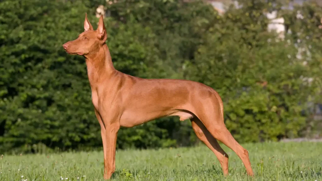 Pharaoh Hound