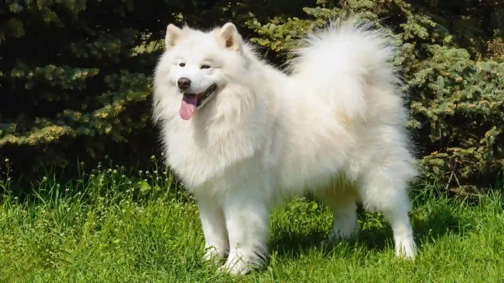 Samoyed