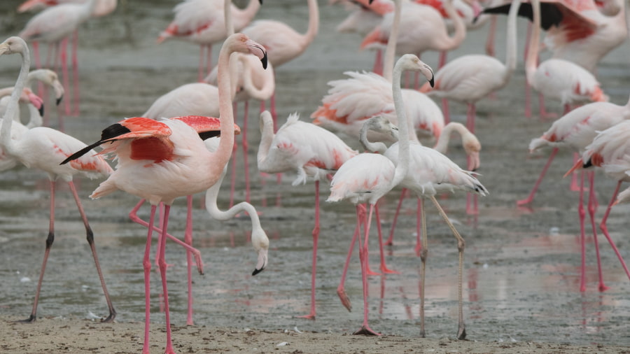Ras Al Khor Wildlife Sanctuary
