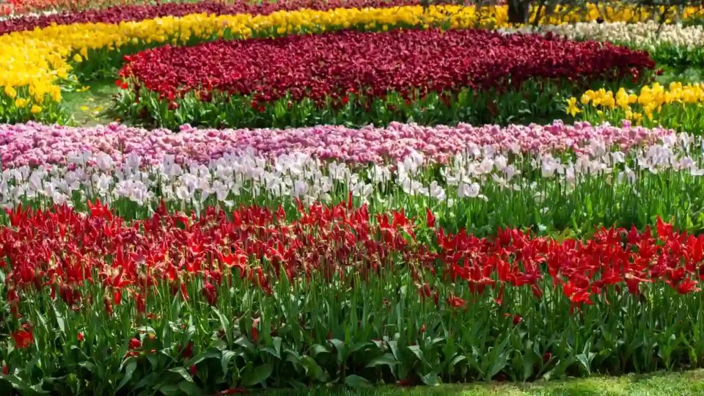 Ooty Summer Festival