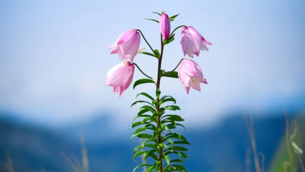Shirui Lily Festival