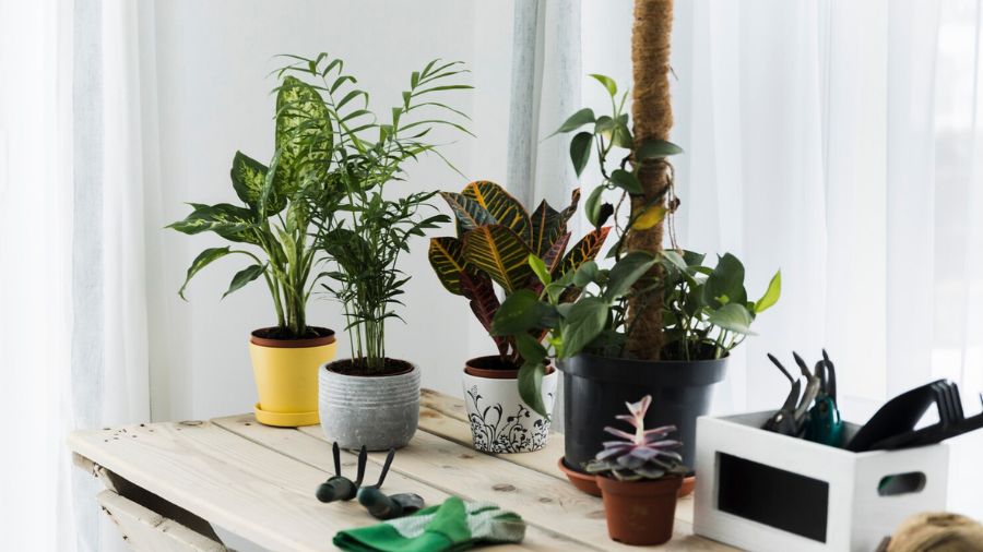 Indoor Desk Plants for Diwali Gifts